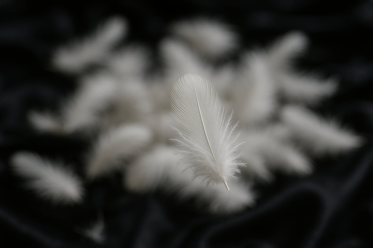 Single goose down on a dark textured background